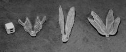 Clear Wings (3)